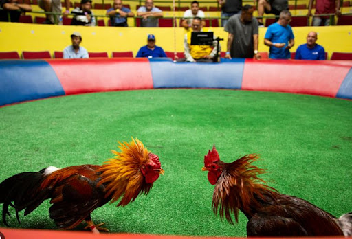 Tổng quan thông tin sơ lược về chọi gà Campuchia 23WIN