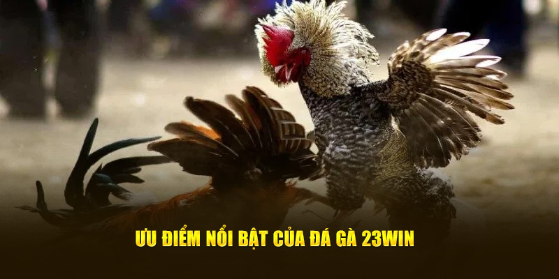 Điểm nổi bật tại đá gà 23WIN